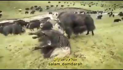 That head slam.