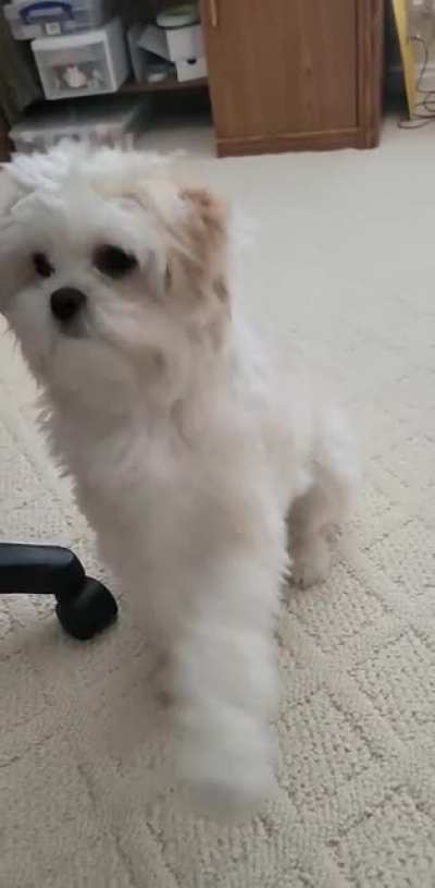 No treat, no high five