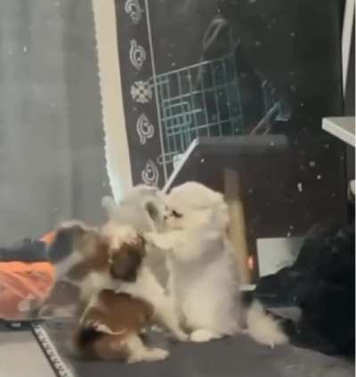 Most brutal fight ever