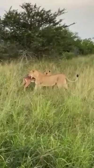 This take down was so fast. The tour guides probably thought the lion would not be able to stop in time!
