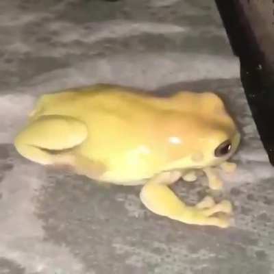 fart
