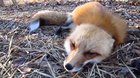 cutest scream ever