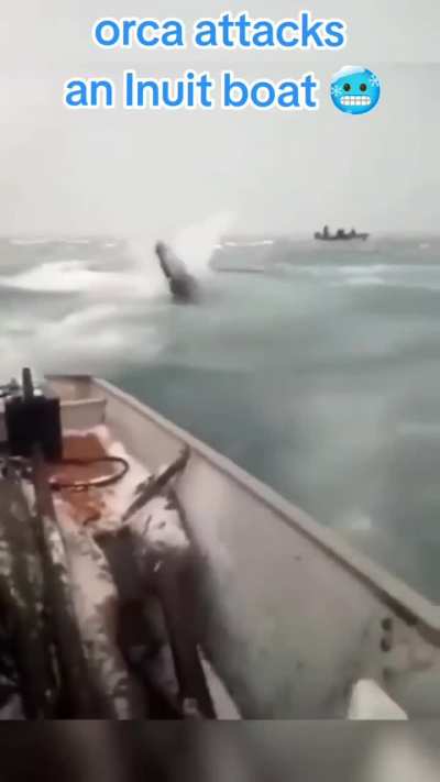 Orca's boat attack