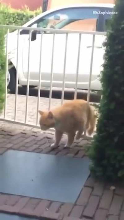 Fat Cat VS Gate