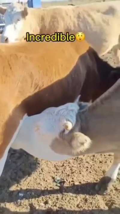 Blursed_69