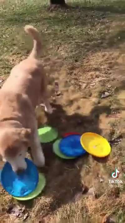 Frisbee collection