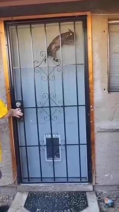 Döggy