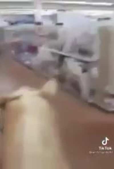 A horse in Walmart