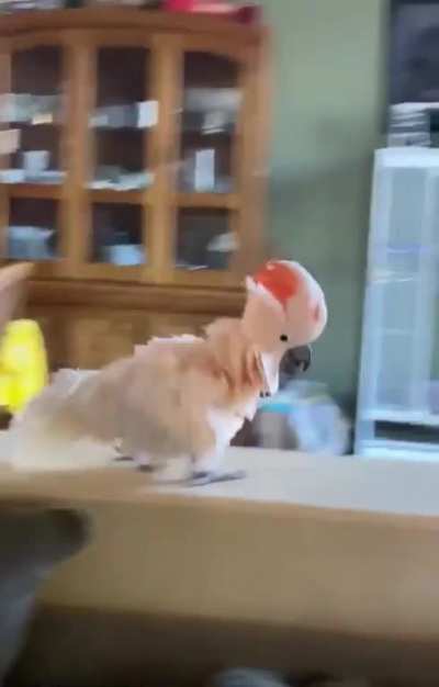 Cockatoo has a secret plan 