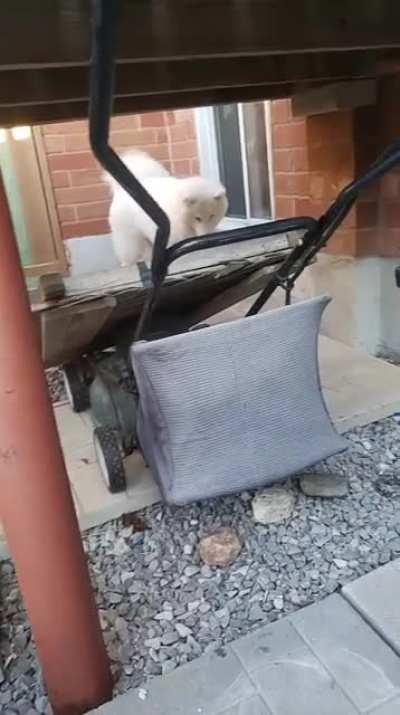 Puppy decided it is not time to go inside *sound on*