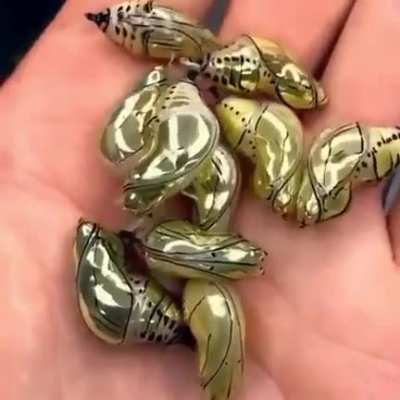 Tiger wing butterflies have golden chrysalises