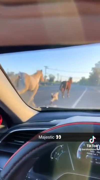 Beep beep mf… get outta my way