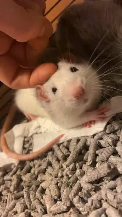 A fancy little boy with his legs crossed 💗