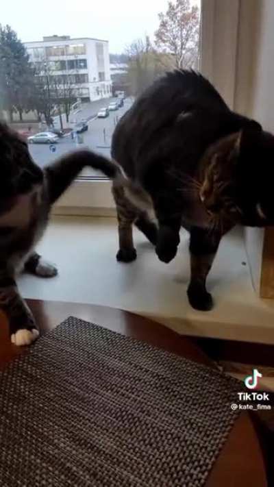Siblings
