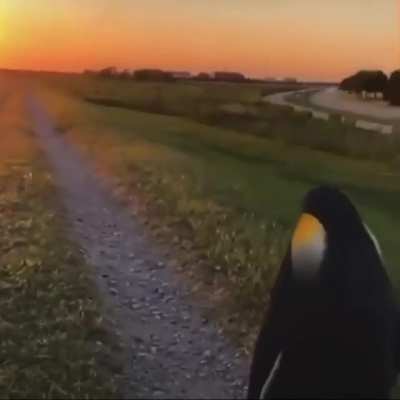 Penguin😔