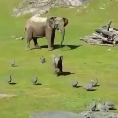 Дурач<wbr>ится