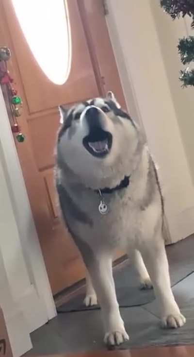 awoOOOOO