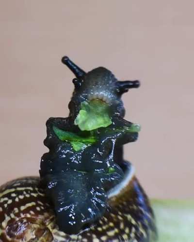 Nom, nom, nom...