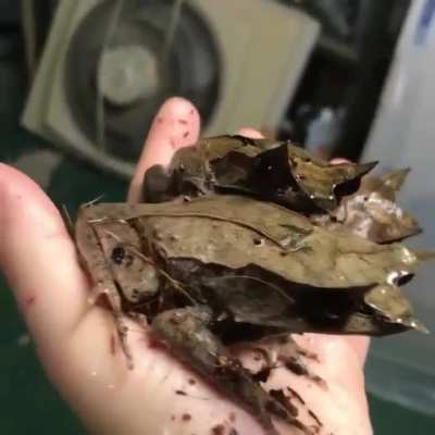 Malayan Leaf Frogs, Expert Camouflage