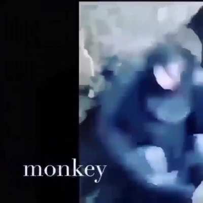M O N K E Y