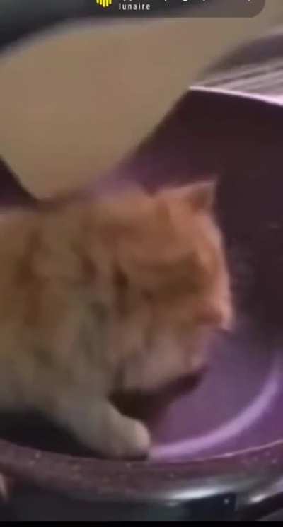 Kitten put in a sauce pan SFW