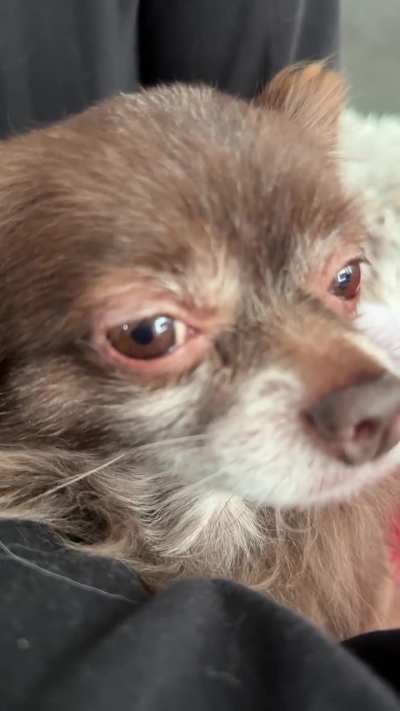 He looks offended… but he asked for more scratches