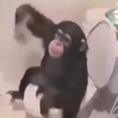 Monkey