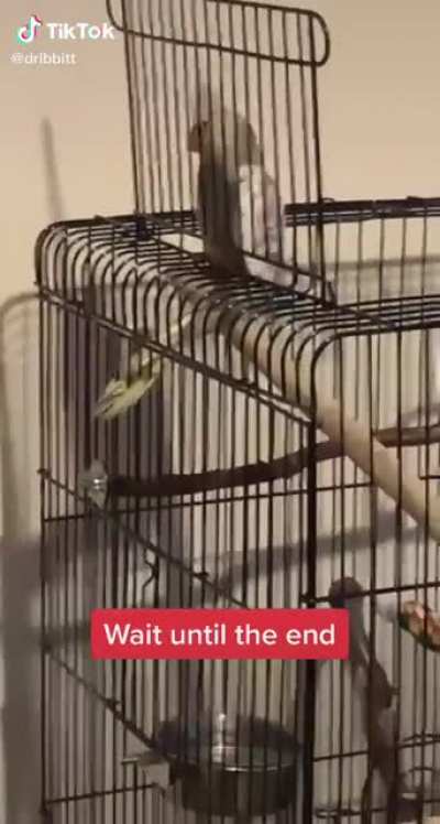 Birb screm