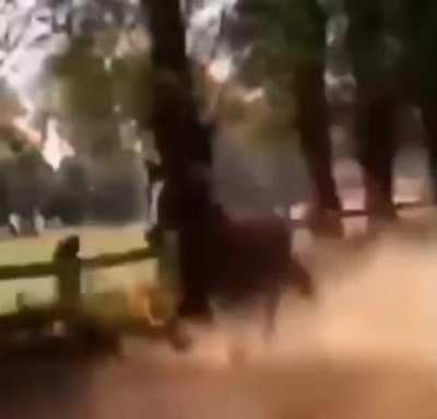 horses