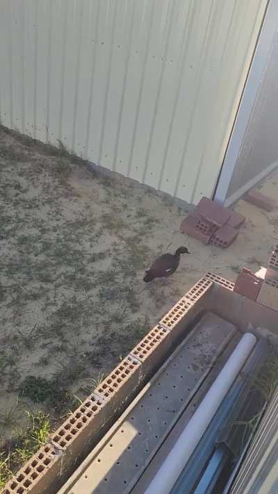 This naughty rescue jumped the fence today!