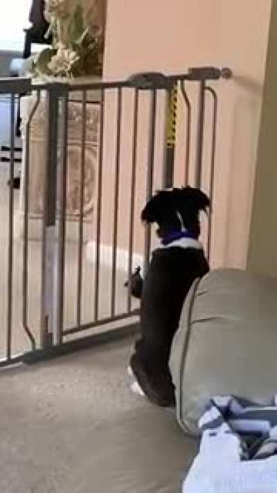 Dogs are the best for this