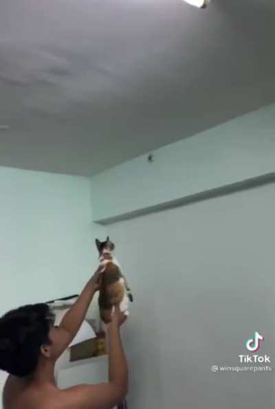 Spider exterminator