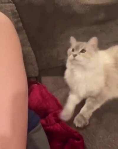 Kitty wants pets