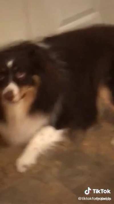 Man assaults dog…with kindness?