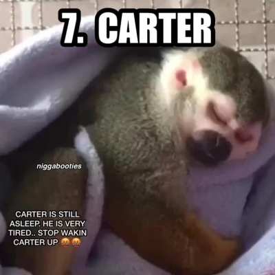 monkey
