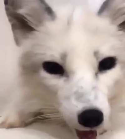 fofinha