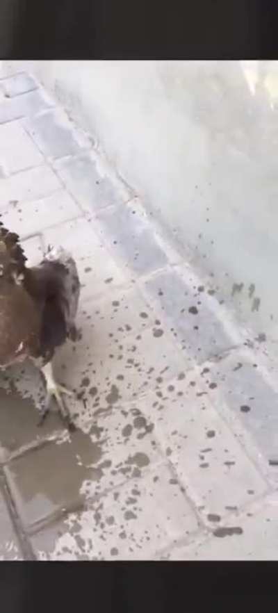 Refrescando um falcãozinho que estava sofrendo de insolação :(