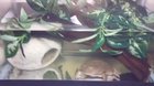 Israel frog kil