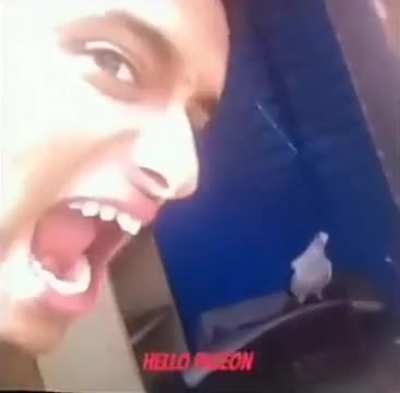 Pigeon: