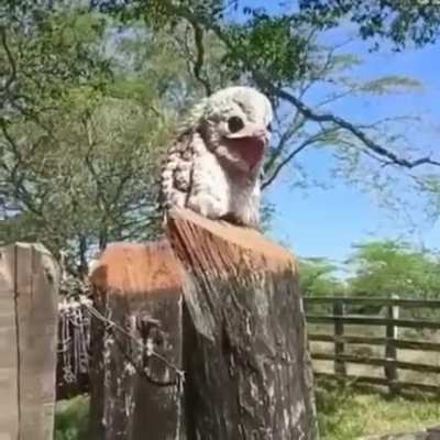 Potoo's have such a unique melody *sound on*