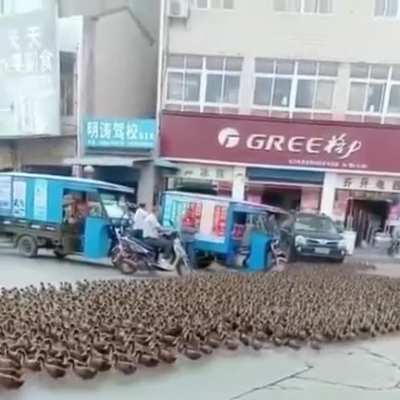 Утиная армия
