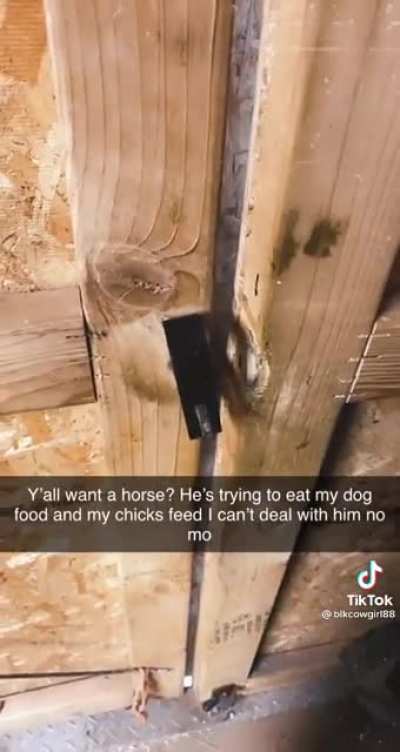 Horse isn’t satisfied with his own food