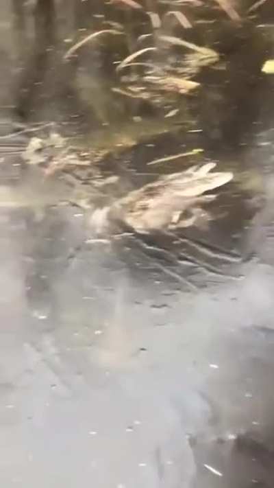 Утка нырнула под лед и не может найти выход