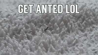 Ant needs some love too 😔