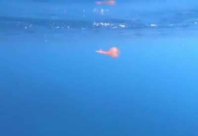 Jelly fish caught in a bubble ring