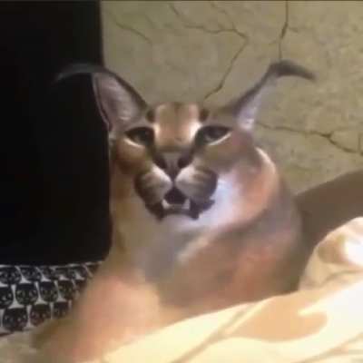 singing floppa?
