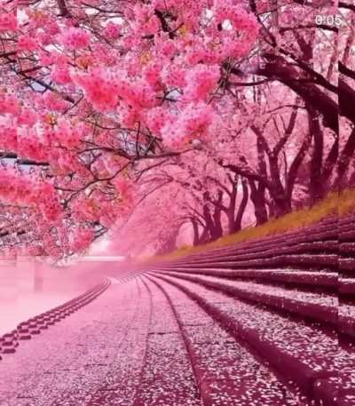 Cherry blossoms in bloom by a river
