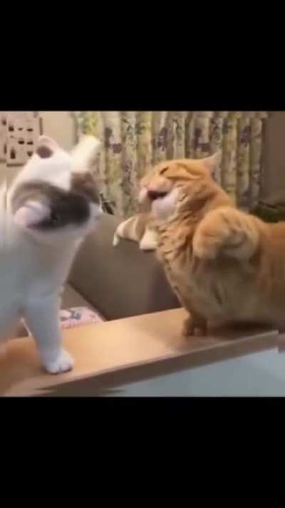 Funny cat| Animal Comedy