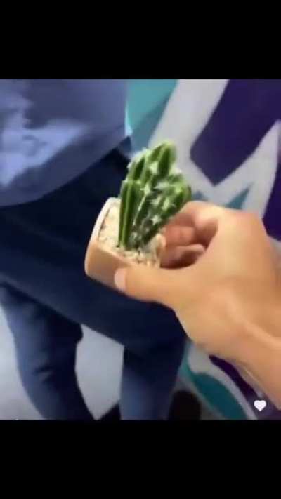 Cactus gift