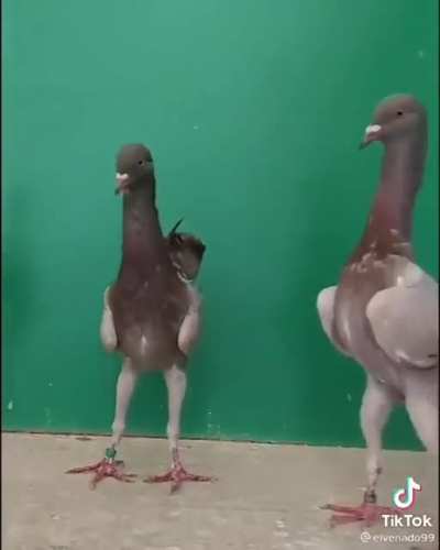 MAAU - Video #8056